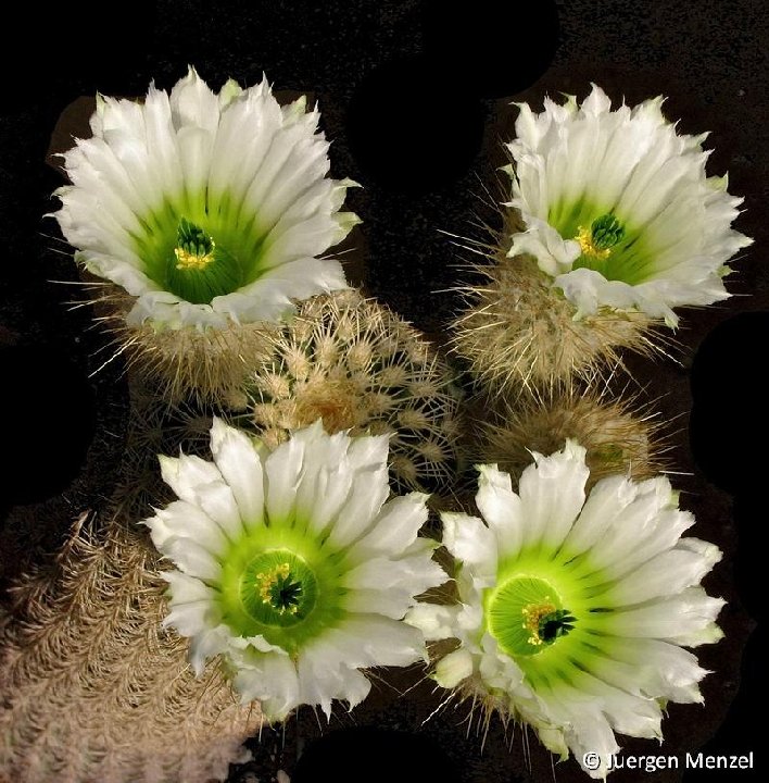 Echinocereus grandis ©Juergen Menzel